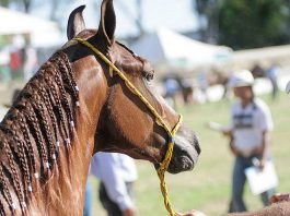 Salvador, evento agropecuário reunirá 1,5 mil animais em Salvador a partir de domingo (12)