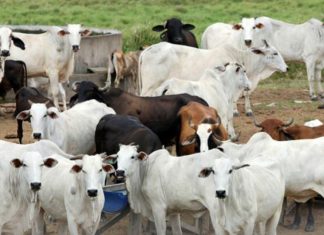 Setor agropecuário prevê faturamento de R$ 670 bilhões em 2020