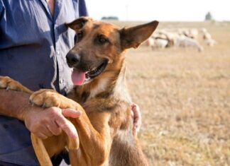 Primeira etapa do projeto de controle populacional de cães no semiárido recebe R$ 3 milhões de investimento