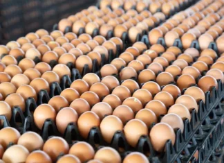 Dia Mundial do Ovo: produção baiana poderia fazer omelete para metade do planeta