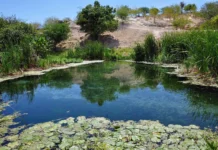 Caatinga é protagonista no sequestro de carbono, revela estudo da Unesp