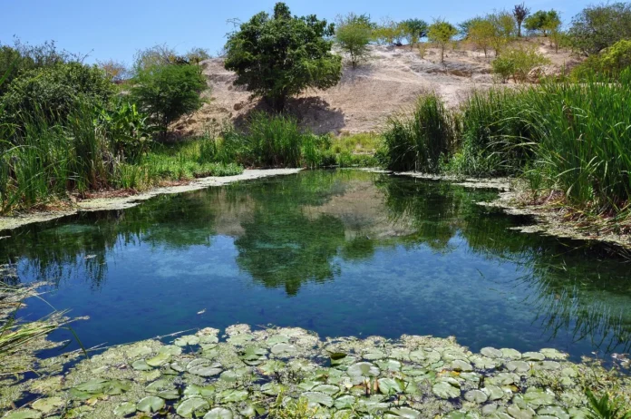 caatinga-e-destaque-nacional-no-sequestro-de-carbono-revela-estudo-da-unesp-2998159-article