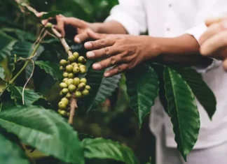 Conab prevê colheita recorde de café com crescimento de 17,1% em 2026