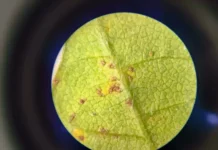 Praga asiática extremamente agressiva ameaça lavouras de soja na Bahia