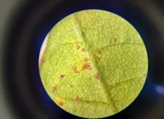 Praga asiática extremamente agressiva ameaça lavouras de soja na Bahia