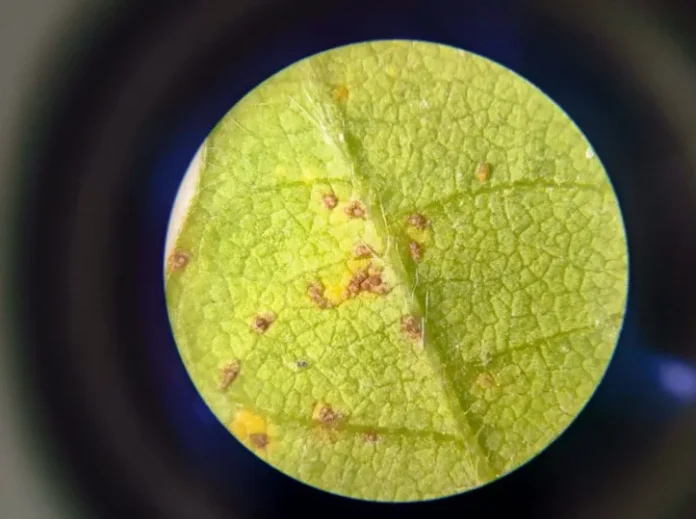 praga-asiatica-extremamente-agressiva-ameaca-lavou0137842400202602031547-1