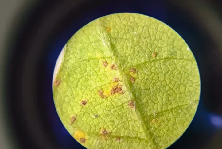 Praga asiática extremamente agressiva ameaça lavouras de soja na Bahia