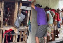 Polícia Militar desarticula rinha de galo, apreende R$ 150 mil e resgata mais de 30 animais em Salvador