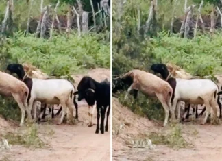 Animais roubados de fazenda na Bahia são encontrados pela polícia em outra propriedade rural