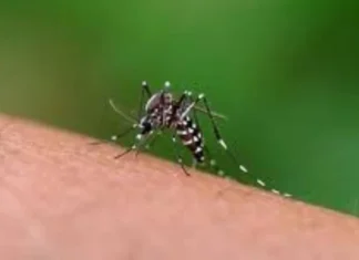 Chikungunya avança na Bahia e pode deixar sequelas articulares duradouras