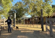 Polícia recupera cabeças de gado furtadas no Oeste da Bahia