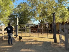 Polícia recupera cabeças de gado furtadas no Oeste da Bahia