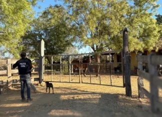 Polícia recupera cabeças de gado furtadas no Oeste da Bahia