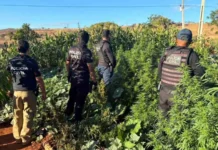 Polícia prende homem e erradica plantação de maconha avaliada em R$ 500 mil no extremo oeste da Bahia