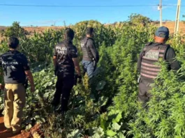Polícia prende homem e erradica plantação de maconha avaliada em R$ 500 mil no extremo oeste da Bahia