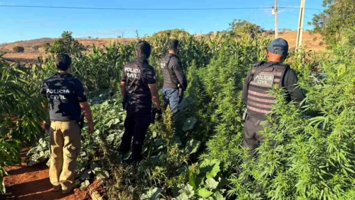 Plantacao-de-maconha-em-Jaborandi_-foto-Policia-Civil-1000x563